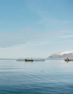 Un allevamento di salmoni, in un fiordo islandese (Credits: Liz Seabrook)