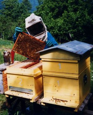 Apicoltura