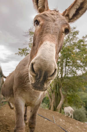 Animal Save: I Santuari Degli Animali Liberi